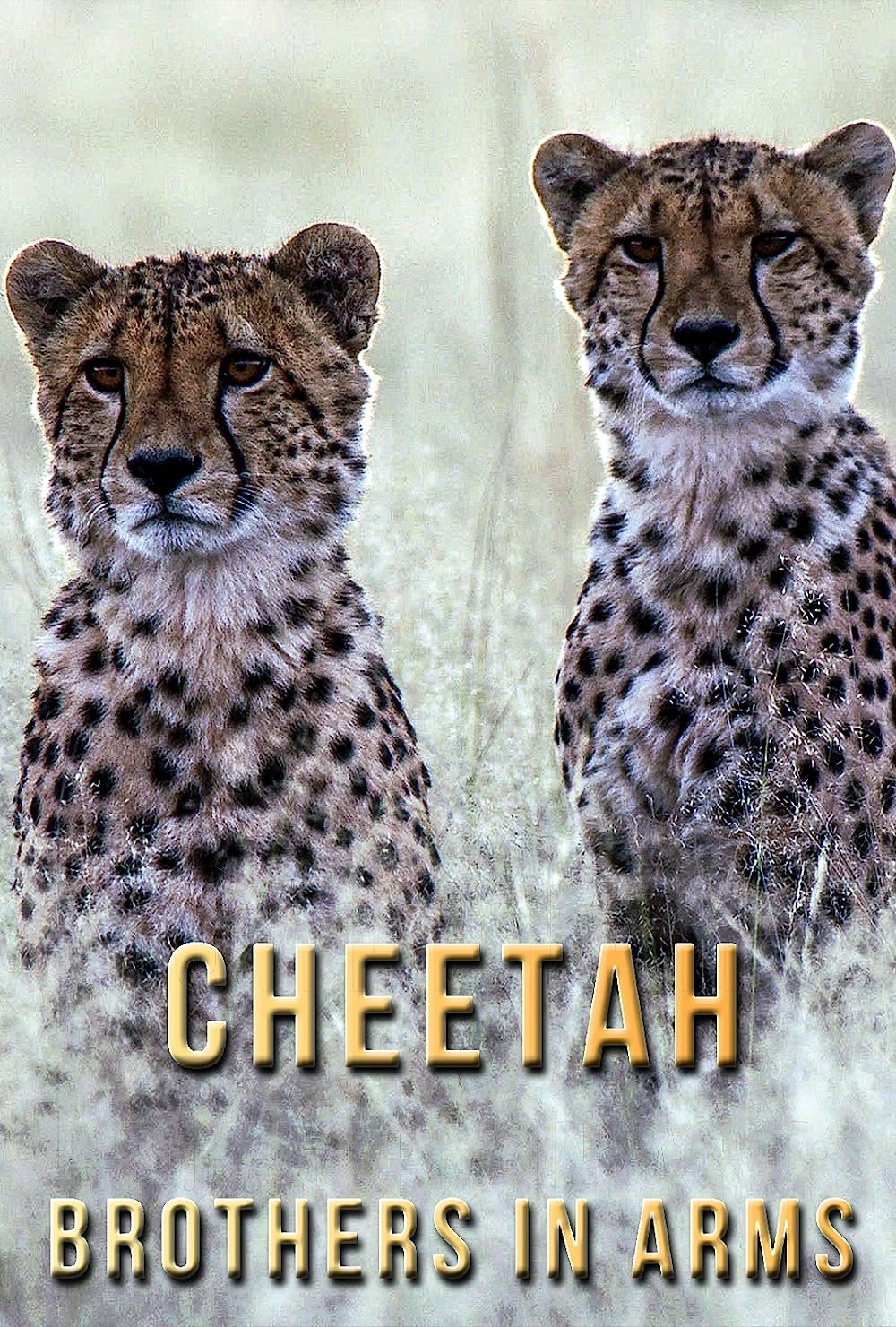 Постер Cheetah Brothers in Arms